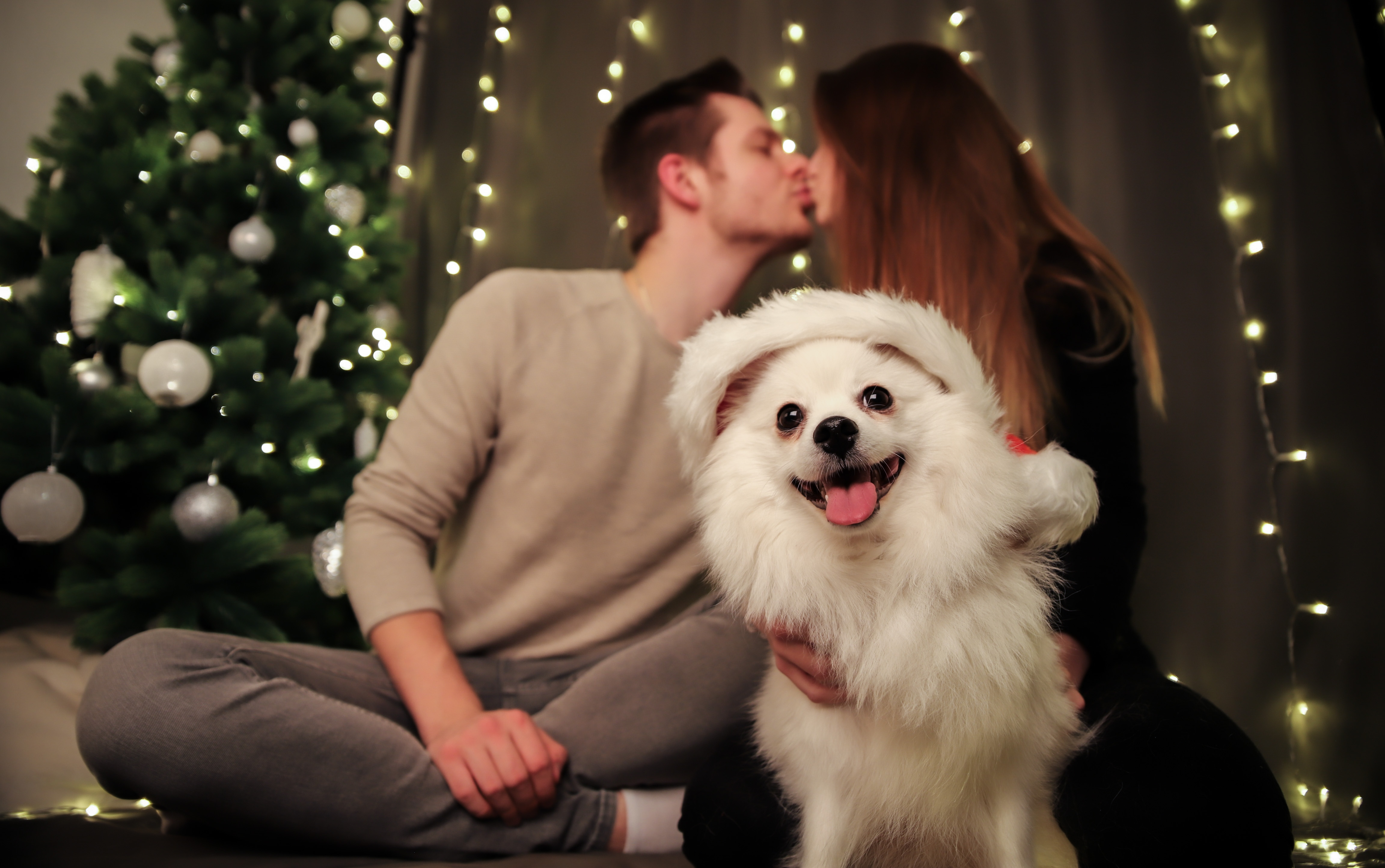 Kleinspitz mit Paar im Hintergrund